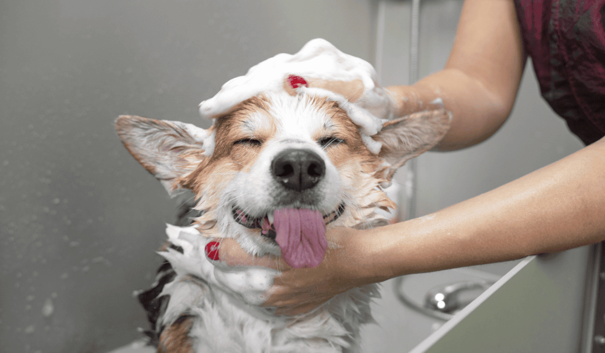 Top 5 Groomers in Gurgaon
