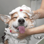 Top 5 Groomers in Gurgaon