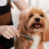 Best Pet Groomers Near Me