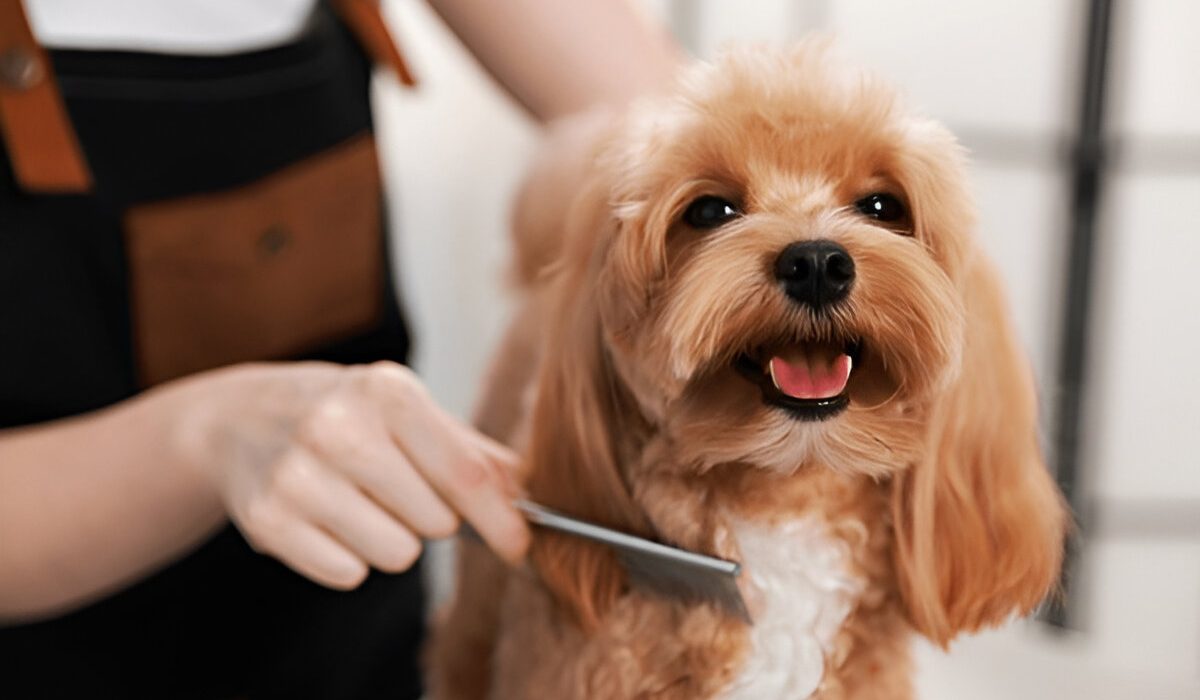 Best Pet Groomers Near Me
