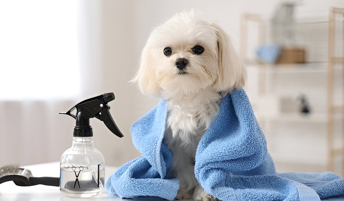 Best Pet Groomers Near Me