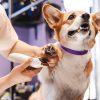 pet grooming gurgaon
