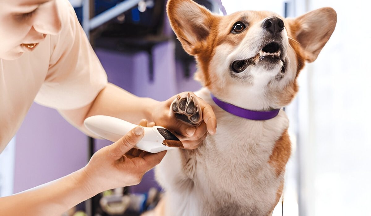 pet grooming gurgaon