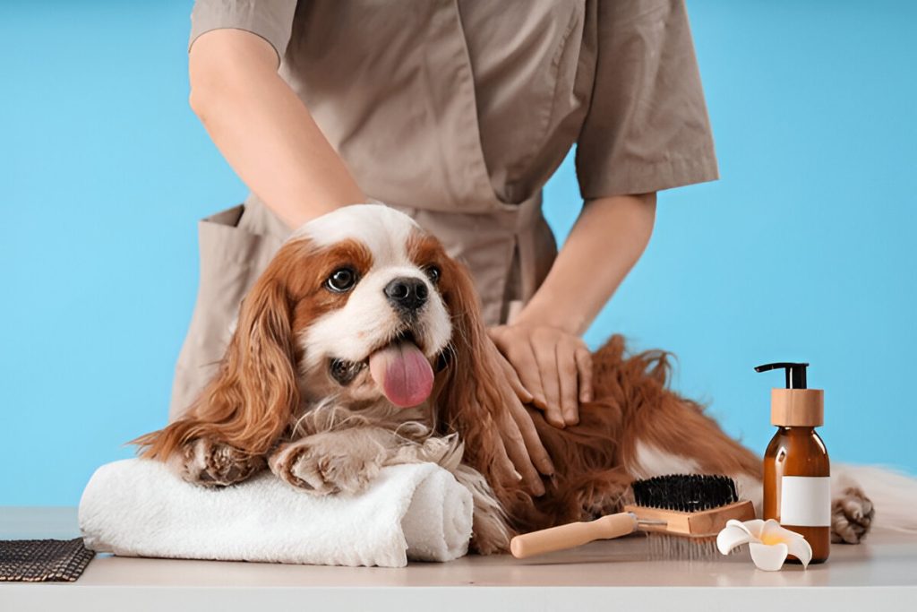 pet grooming gurgaon